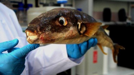 Kanser hastalarına çare olacak: 1 gramı 1 milyon Euro