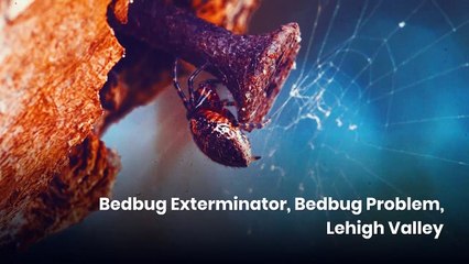 Bedbug Extermination Services in Lehigh Valley