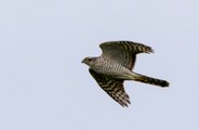 Hawk rescued after perching on top of Christmas tree