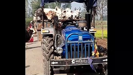 35 छुट्टा गौवंशीय पशुओं को पकडवा कर ट्रैक्टर ट्रालियों से गौशाला छुडवाया गया