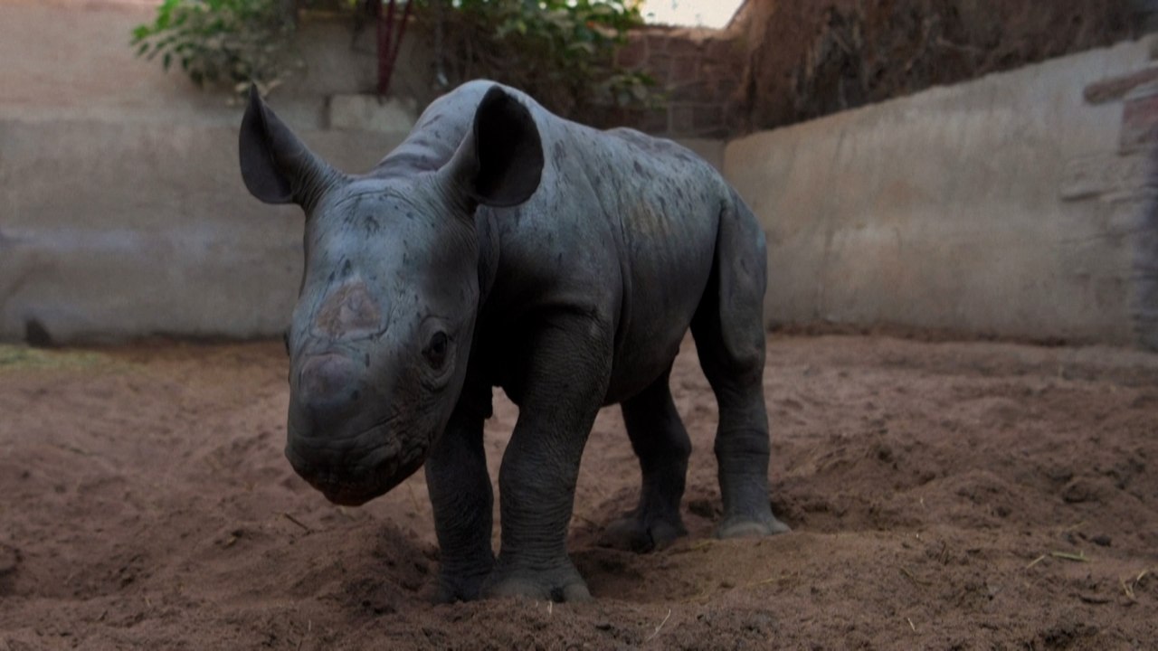 Feel Good Countdown, 9: Baby-Nashorn im Chester Zoo