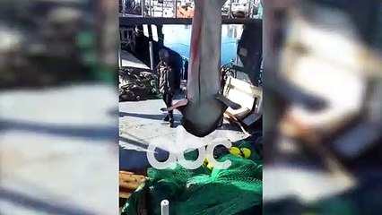 Kapet peshkaqeni gjigant ne Vlore, peshkataret_ Specie e rralle, peshon mbi 1 ton _ ABC News Albania