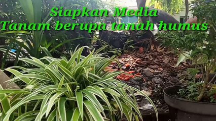 Cara Tanam Anggur Dari Biji tanpa Cermai dan hanya Media Tanah