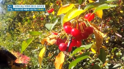 멜라토닌 & 베타카로틴 풍부한 타트체리