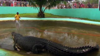 7 Maiores Crocodilos da Terra