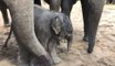 Naissance d'un éléphant à Pairi Daiza