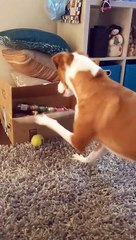 Dog Battles Her Box Nemesis for the Ball