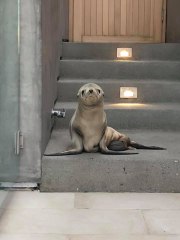 Une otarie se rend aux portes d’une maison californienne