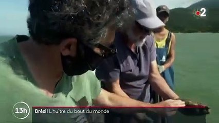 Brésil : l'ostréiculture de Florianópolis