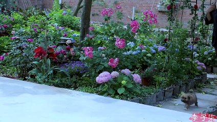 How to make a Chinese pea-flour noodles?