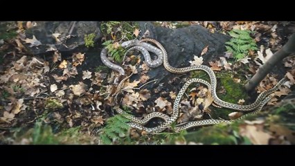 880.THEM THAT FOLLOW Official Trailer (2019) Olivia Colman Thriller Movie