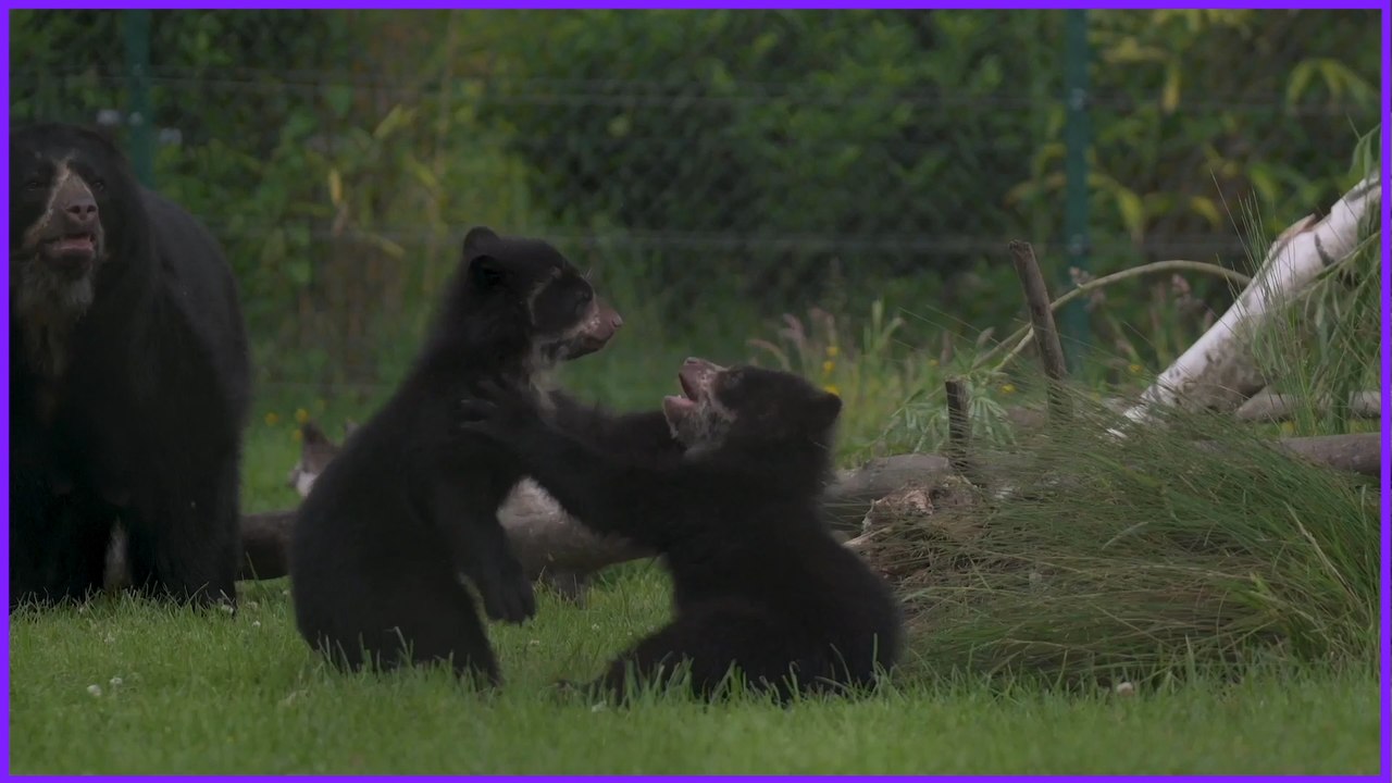 Baby Animals of 2020