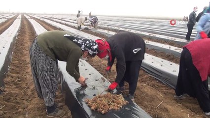 Bismil Belediyesi kadınlara yönelik iş ortamı oluşturmak adına 'Çilek Okulu' açtı