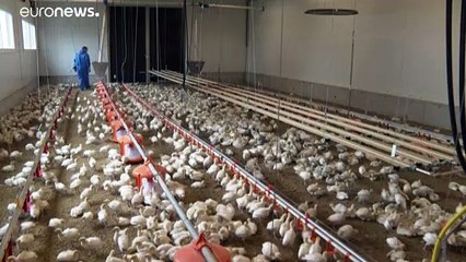 L'Autriche veut une réglementation européenne sur la dinde, pour un meilleur élevage