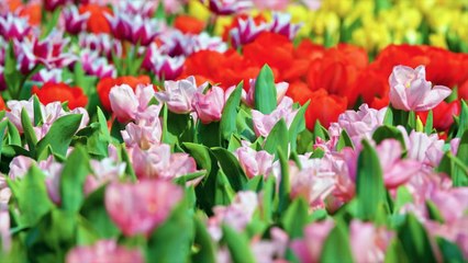 Special Flowers Collection in 8K VIDEO ULTRA HD 60FPs