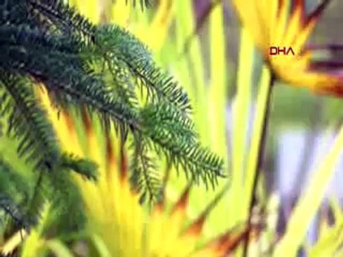 Yılbaşı öncesi kaçak çam ağacı kesimlerine sıkı denetim