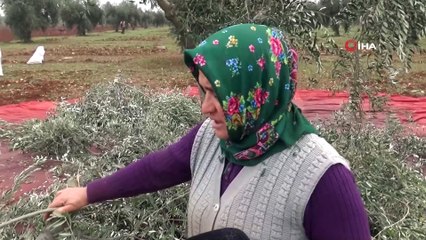 Yağmur nedeniyle ara verilen zeytin hasadına yeniden başladı