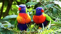 Amazing Parrots Special Collection in 8K HDR 60FPS VIDEO ULTRA HD