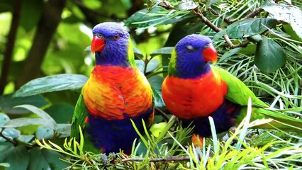 Amazing Parrots Special Collection in 8K HDR 60FPS VIDEO ULTRA HD