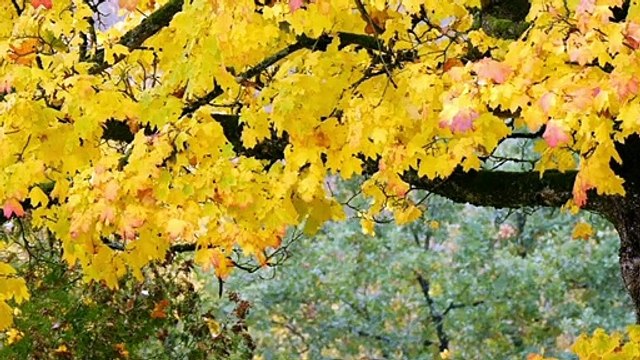 New status tone music song tone