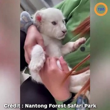 Des quadruplés lions blancs nés dans un zoo chinois vont bientôt rencontrer le public