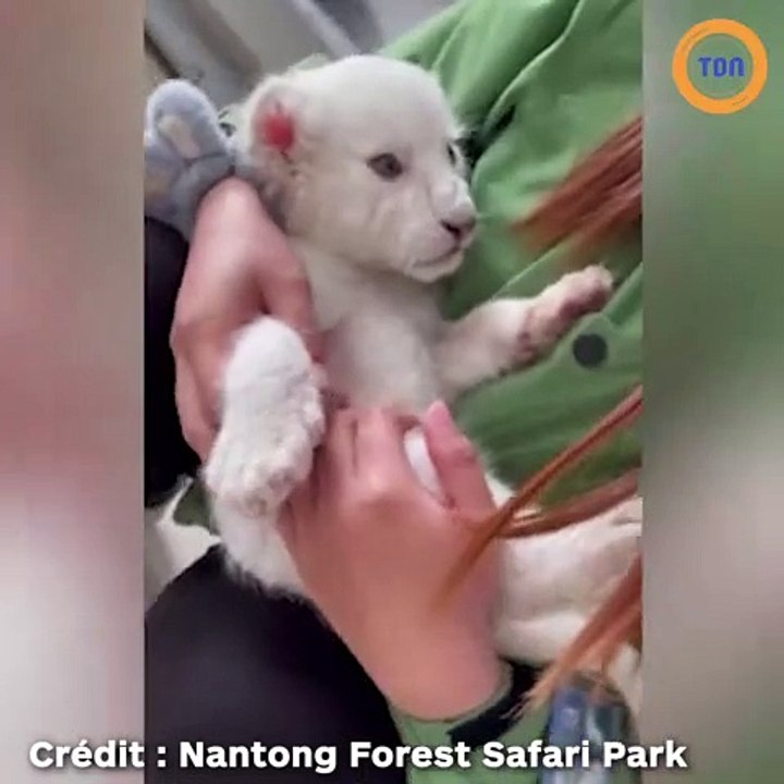 Des quadruplés lions blancs nés dans un zoo chinois vont bientôt rencontrer le public