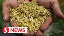 Ten licensed companies to supply paddy seeds under IBPS, says agriculture ministry