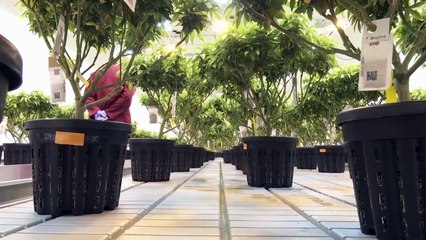 In Nordmazedonien könnte Marihuana zu medizinischen Zwecken bald legalisiert werden