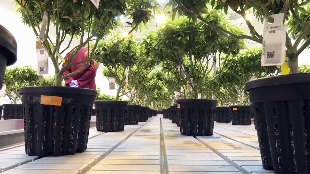 In Nordmazedonien könnte Marihuana zu medizinischen Zwecken bald legalisiert werden