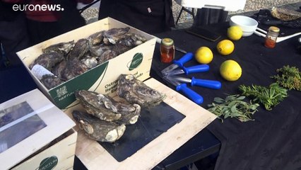 O renascer das ostras do Sado