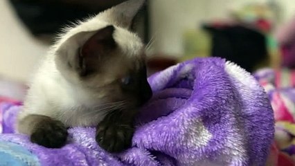 Watch one of the most beautiful pet cats in the world