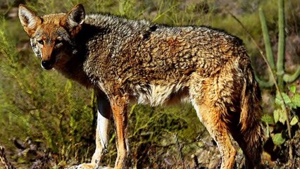 Why Coyotes Attack Dogs?