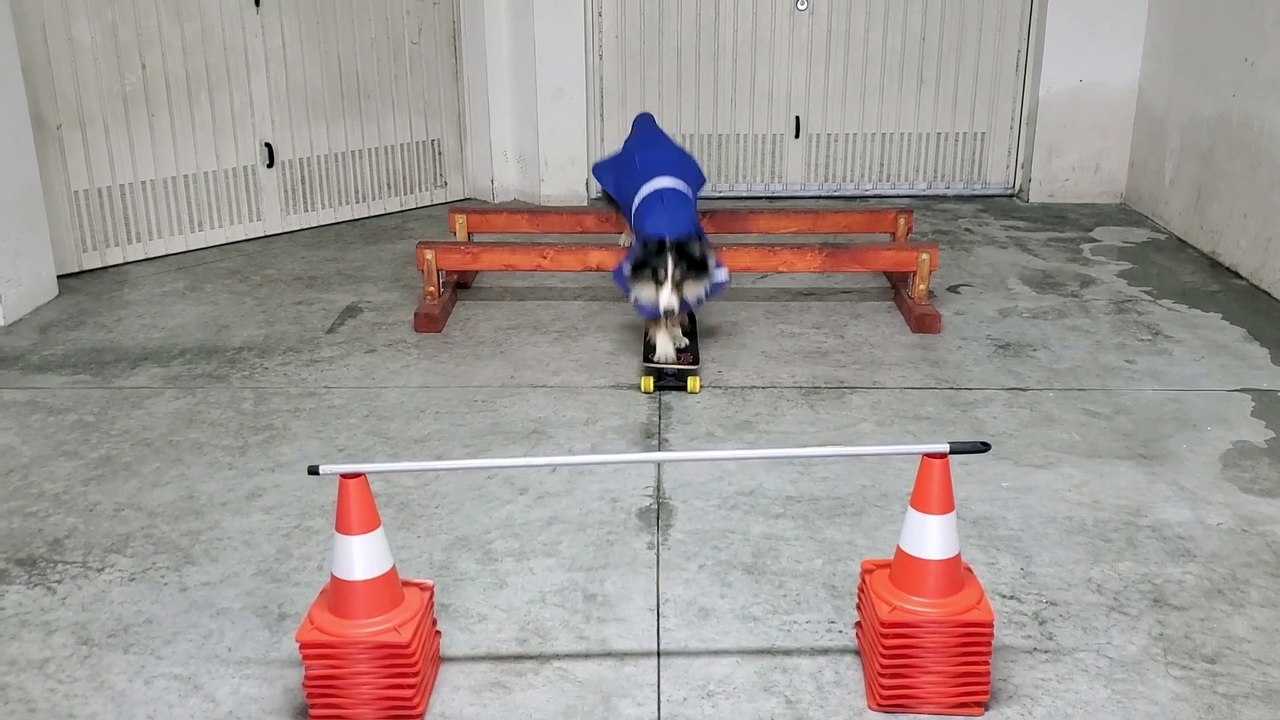 Dog in Rain Jacket Runs Obstacle Course