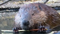 Close-Up Footage of Beavers Eating in a Pond