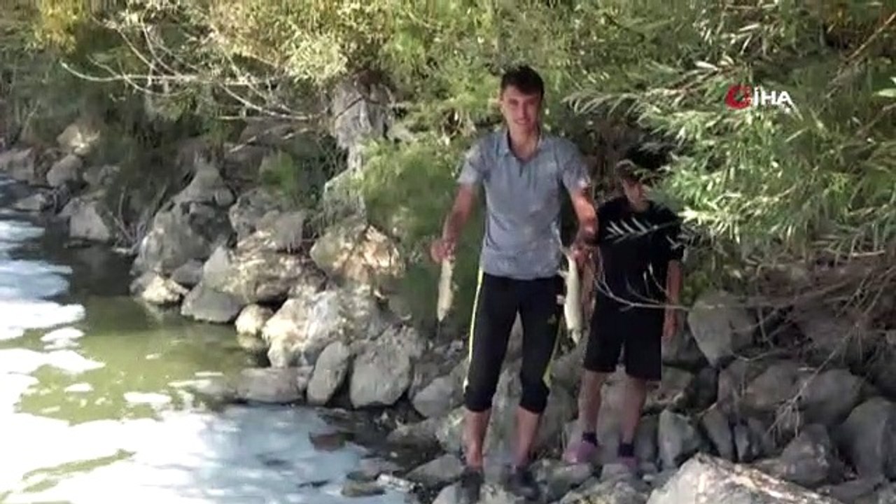 Muş'ta balık ölümleri tedirgin etti