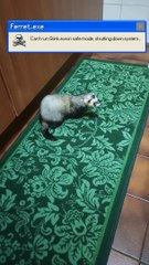 Broken Ferret - Ferret stopped working - Furetto Rotto - Furetto ha smesso di funzionare