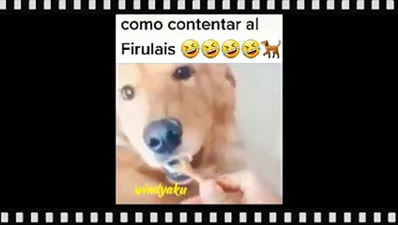 firulais y sus aventuras