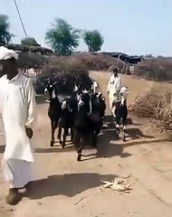 Las cabras bailando hiphop