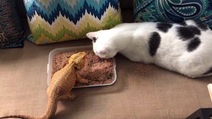 Cat Helps Bearded Dragon Eat Breakfast
