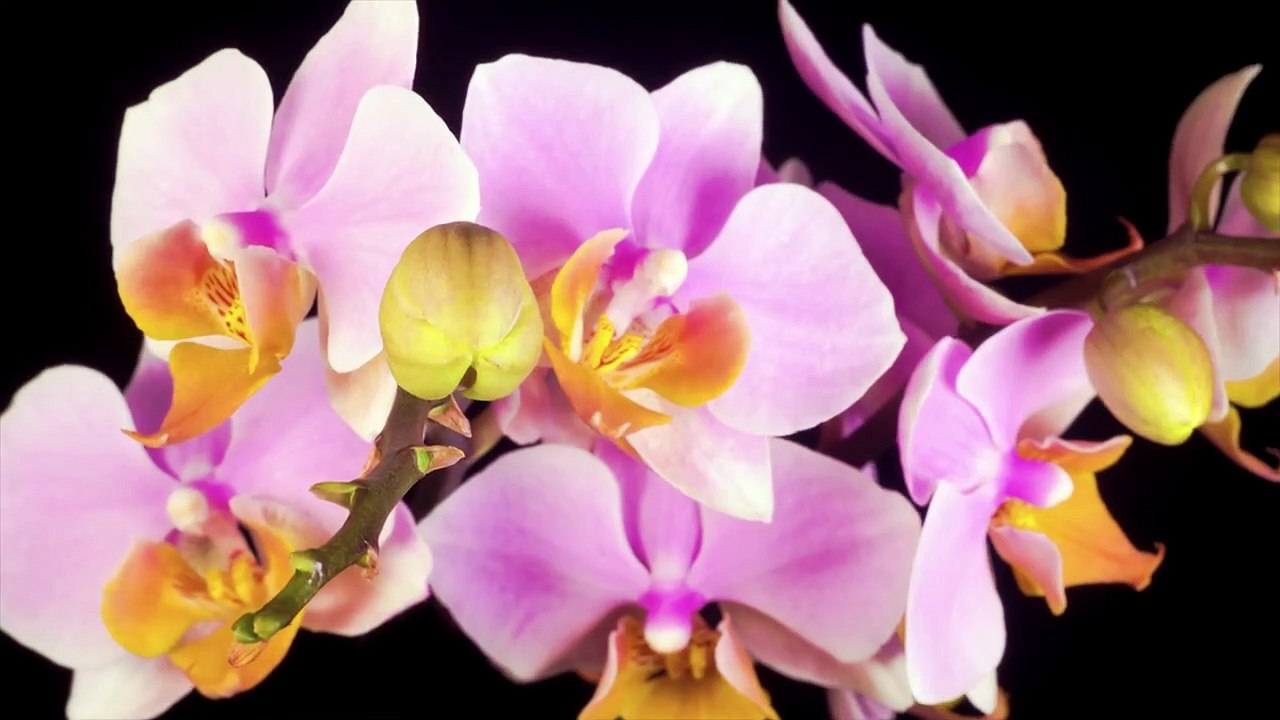 The Most Beautiful Flowers Collection 8K ULTRA HD _ 8K TV