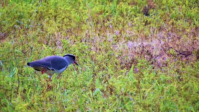 Wild Birds Premium Collection in 8K ULTRA HD _ 8K TV