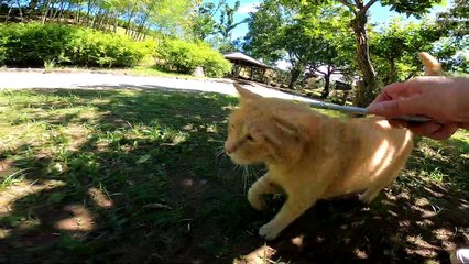 【癒し】まさかの光景！？究極アイテムねこじゃすりを野良猫に使ったら凄いことに！？【猫動画】