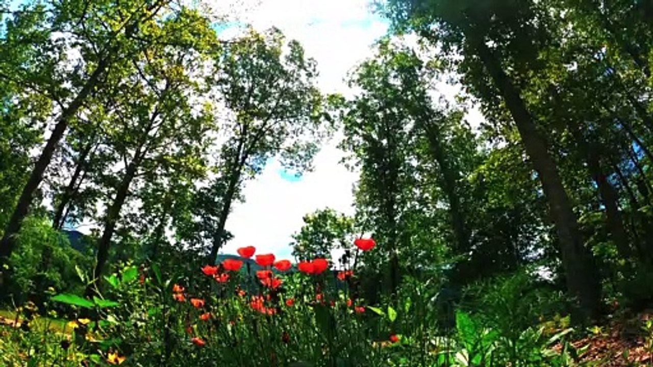 Relax! Let Us Become Meditative With Nature & Music for 20 min Day 4