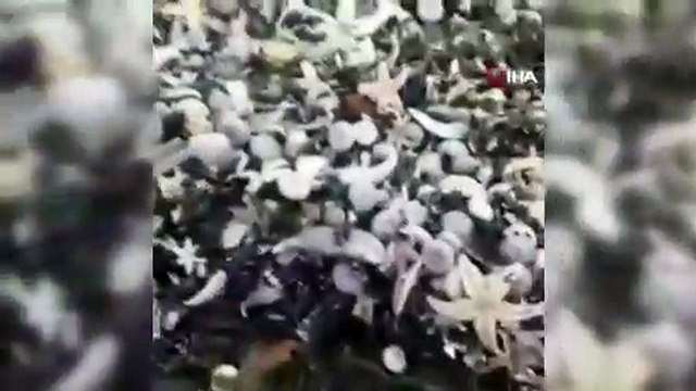 Rusya'da milyonlarca deniz canlısı karaya vurdu