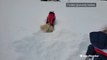 Dashing through the snow as a dog in a small path