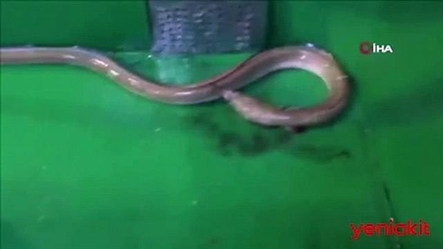 Çanakkale Boğazı'nda şoke eden görüntü!