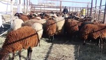 '5 Yılda 750 Bin Koyun Projesi' ile çiftçiler koyunlarını almaya başladı