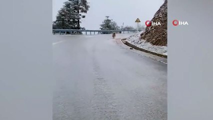 - Buzlu yolda kayan sevimli köpek gülümsetti