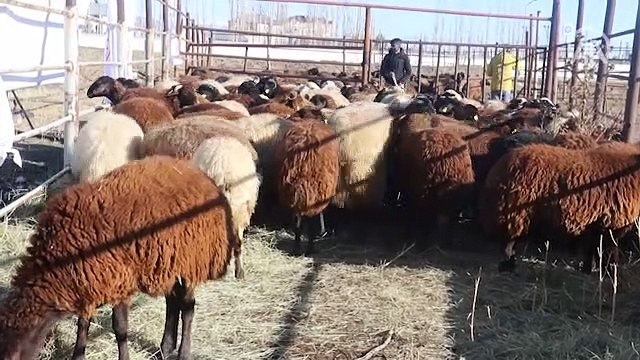 '5 Yılda 750 Bin Koyun Projesi' ile çiftçiler koyunlarını almaya başladı