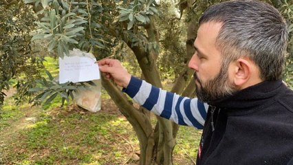 Zeytin ağacındaki not ve para şaşkına çevirdi